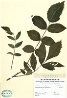 藏品(羅氏鹽膚木)的圖片